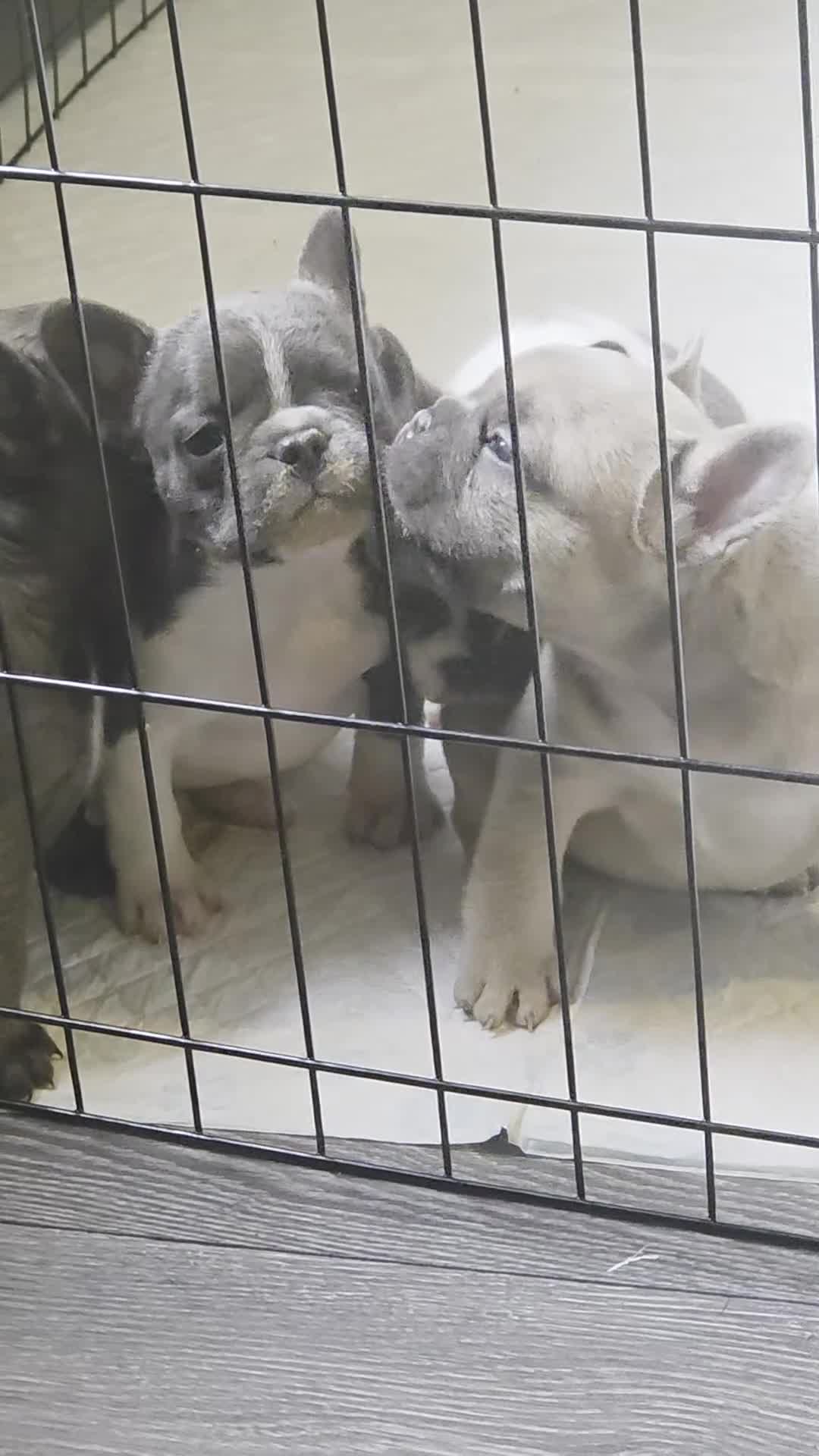 French Bulldog dogs for sale: 4 french bulldog pups READY FROM 16TH AUGUST - Video 1