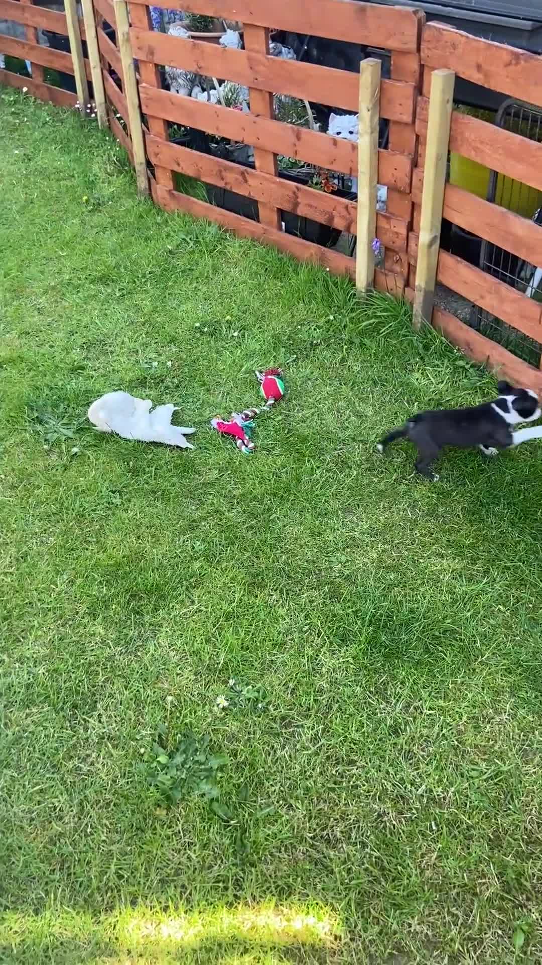 Boston Terrier dogs for sale: Boston terrier puppies  in Scunthorpe - Video 2