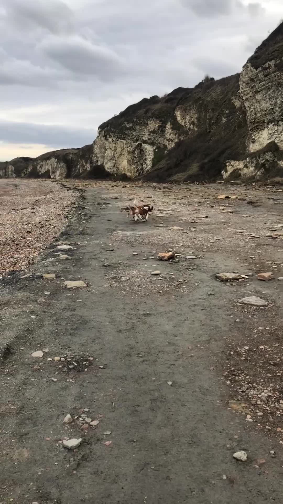 Beagle dogs for sale: Very sweet beagle girl - Video 1