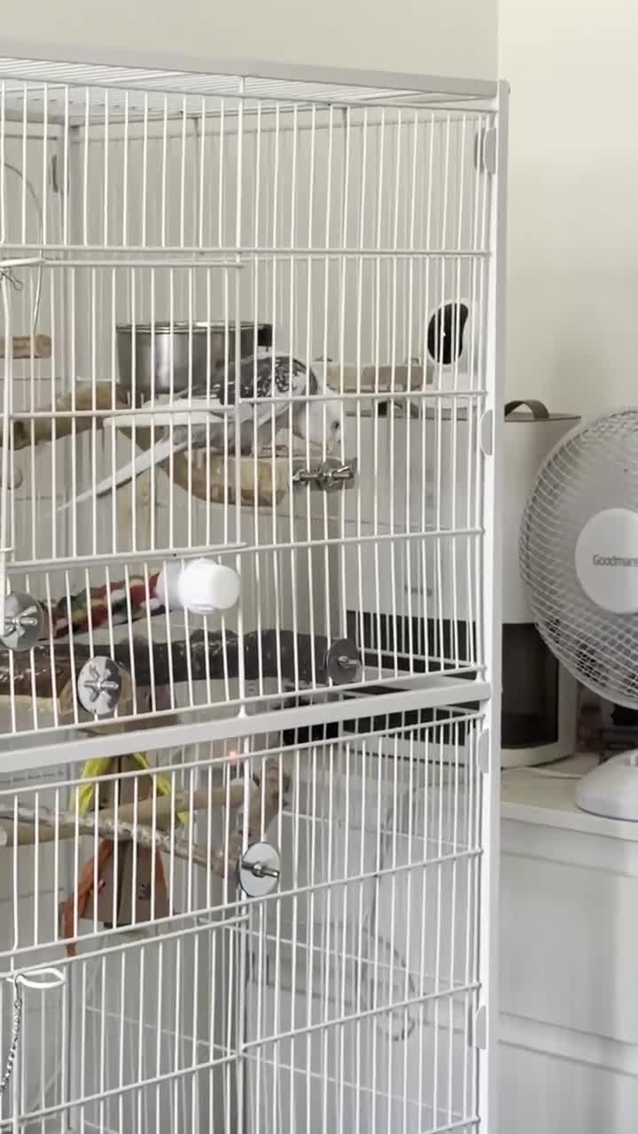 Cockatiels birds for sale: Selling two lovely sweet male cockatiels with cage - Video 4