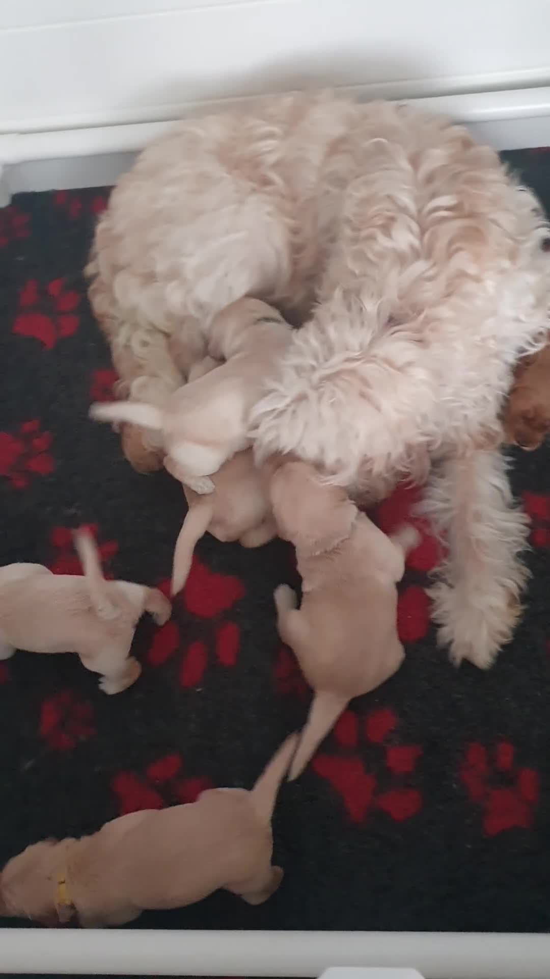 Double Doodle dogs for sale: Goldendoodle/Labradoodle  - Video 1