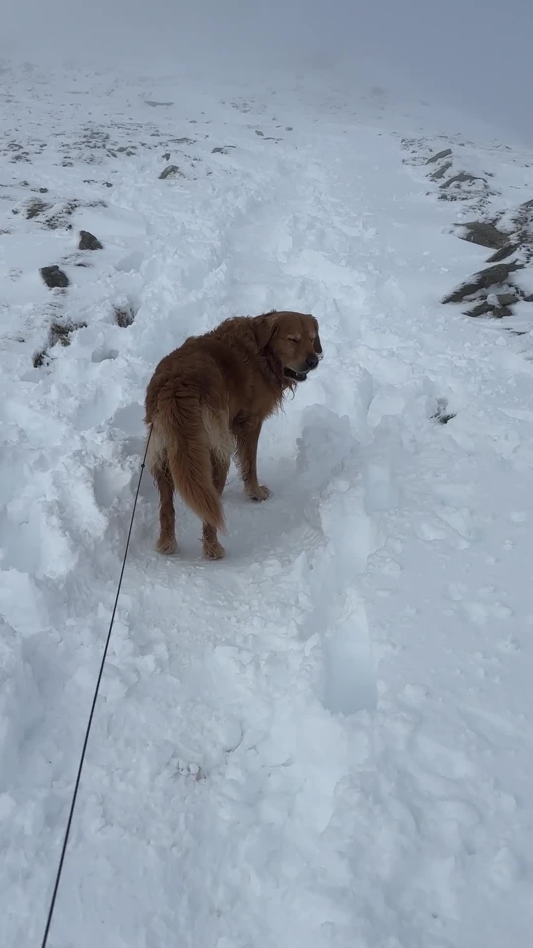 Golden Retriever dogs for stud: Golden retriever stud - Video 2