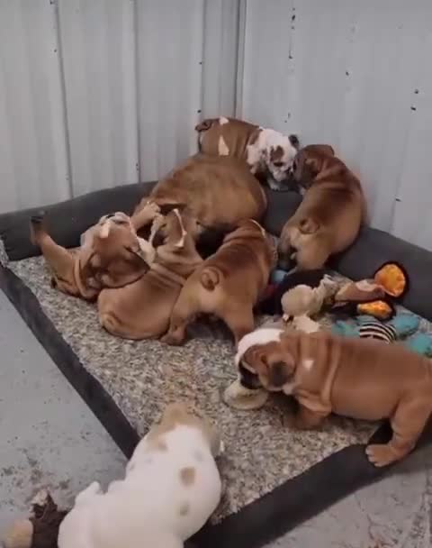 English Bulldog dogs for sale: Purebred English Bulldog Puppies ✨ - Video 2