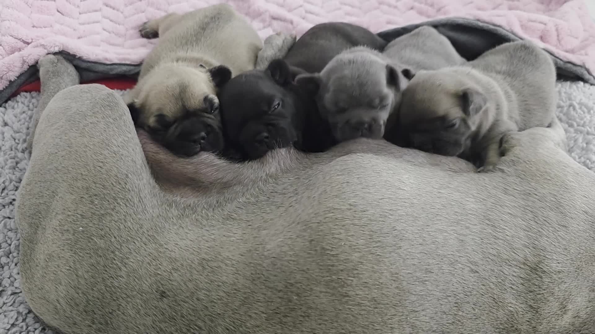 French Bulldog dogs for sale: Beautiful, Chunky, Frenchie Puppies - Video 2