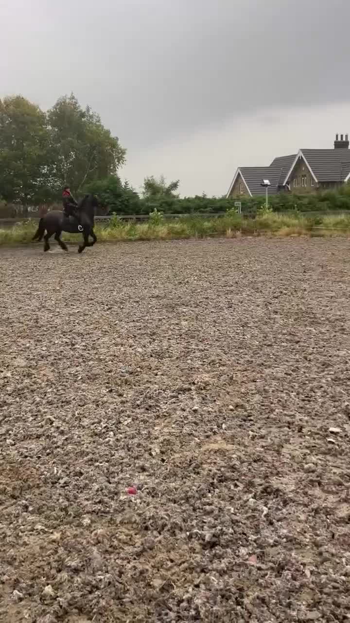 Irish Cob horses for sale: Penny, your very own black beauty  - Video 1