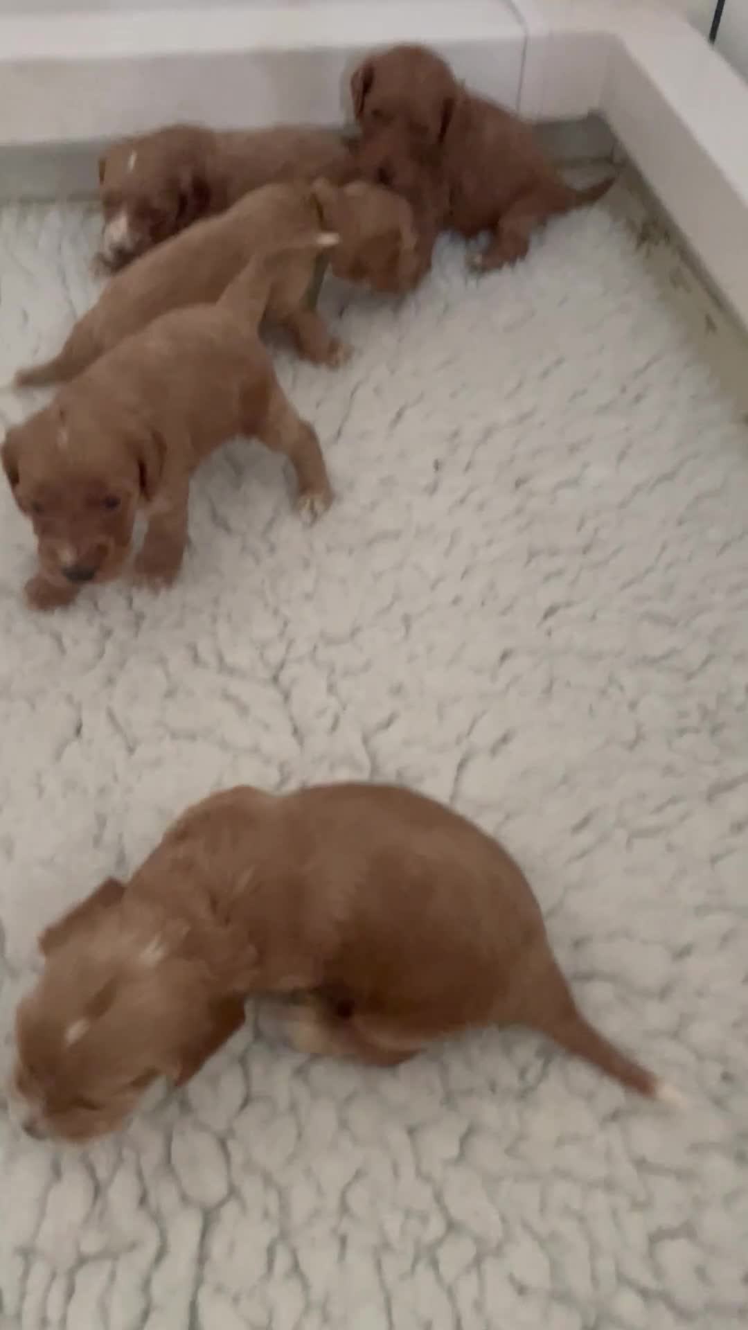 Cockapoo dogs for sale: F1 beautiful litter red and apricot  - Video 1