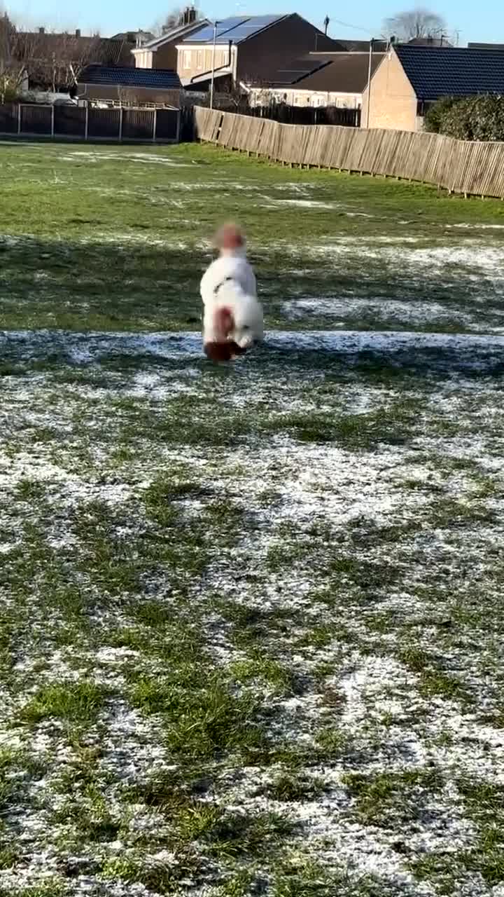 Miniature Poodle dogs for stud: Codi  - Video 1