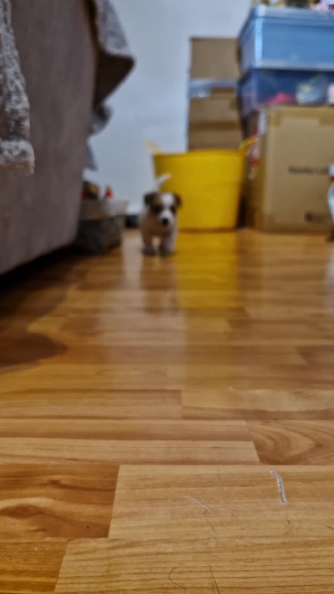 Jack Russell dogs for sale: 3 remaining pups - Video 1