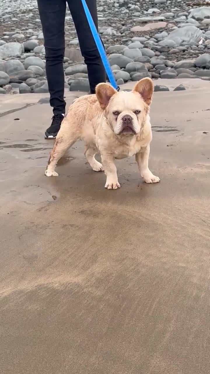 French Bulldog dogs for sale: Wavy/Puffy Coated French Bulldogs - Video 2