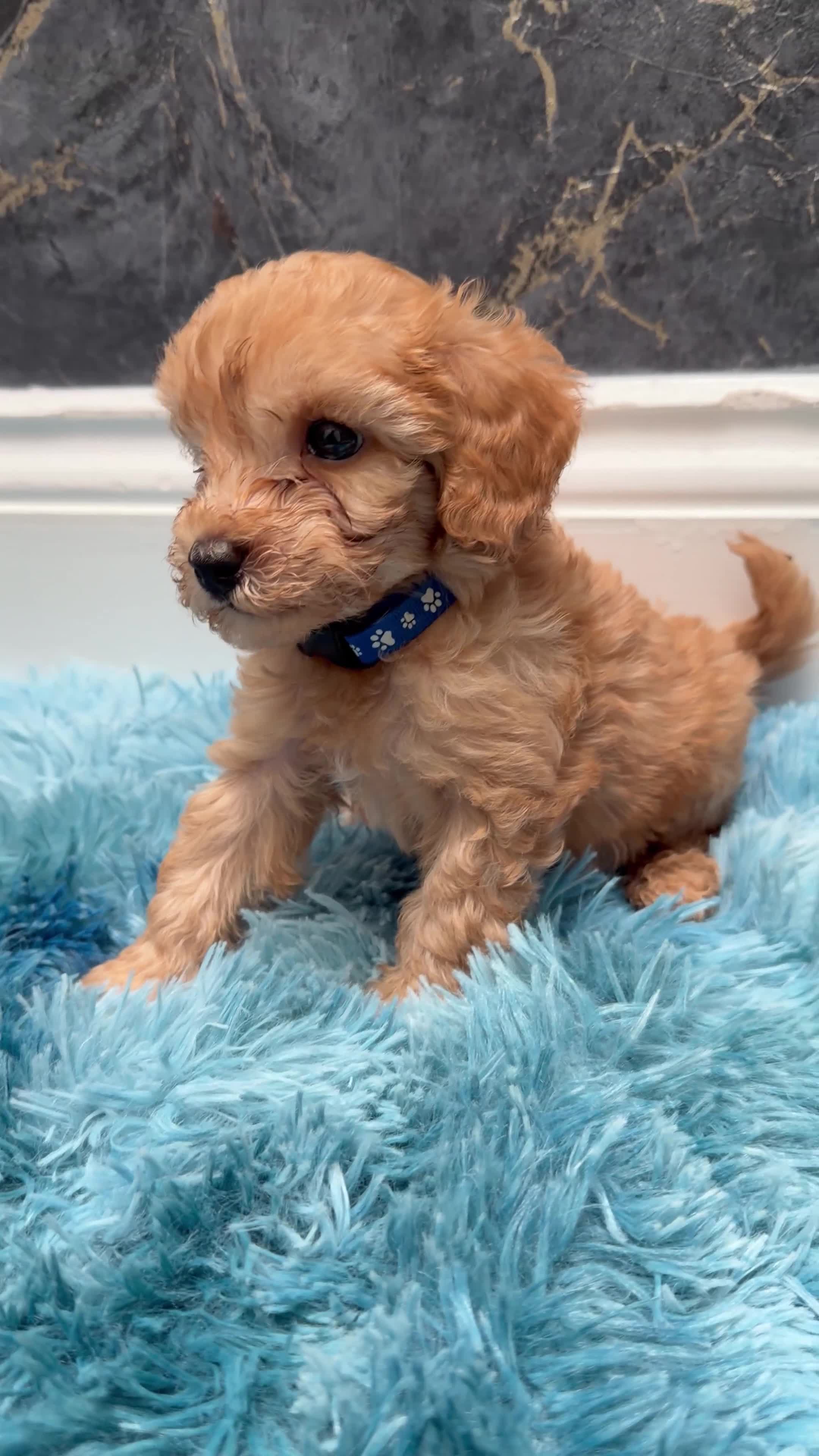 Cavapoo dogs for sale: Stunning Cavapoo Puppies - Video 4