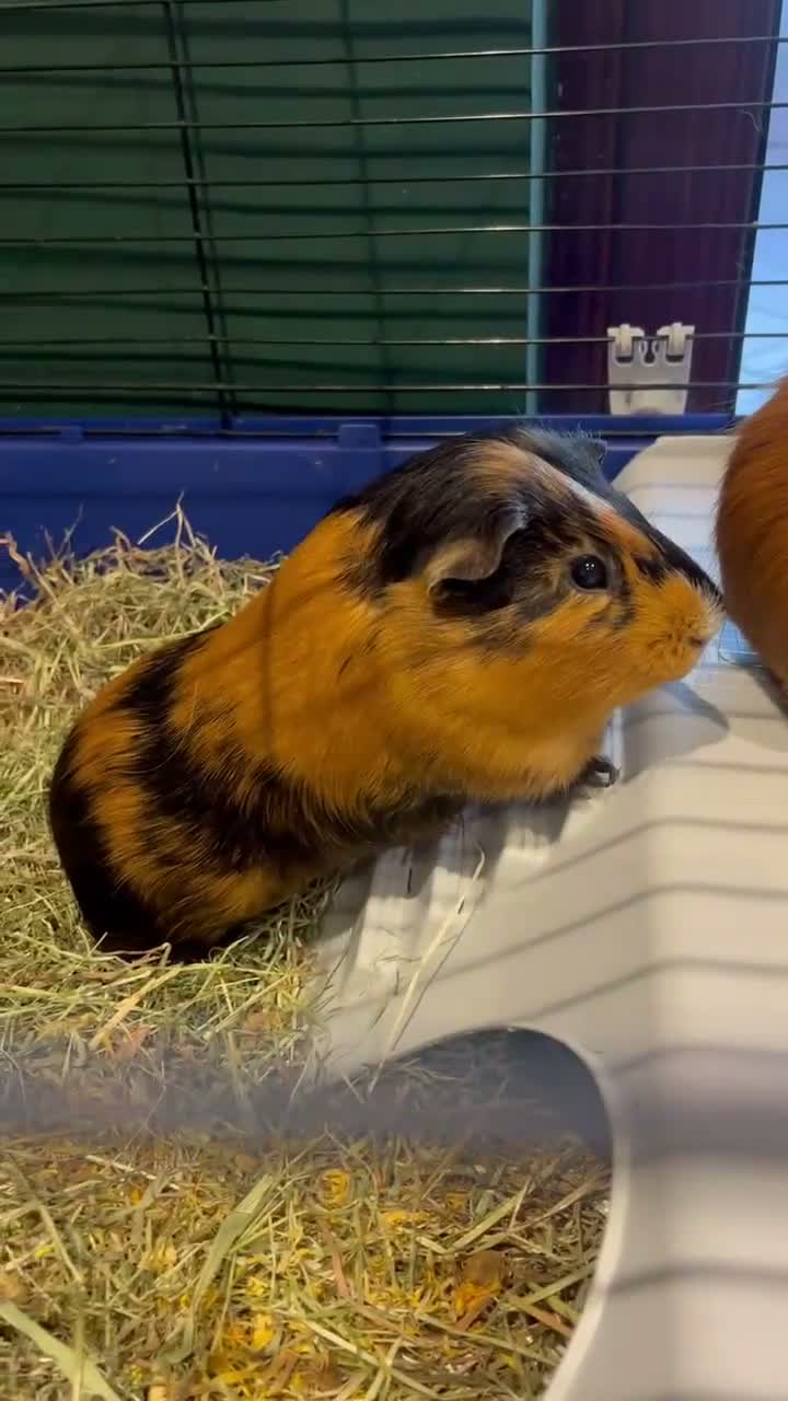 Ragdoll cats for sale: Two boy Guinea pigs  - Video 1