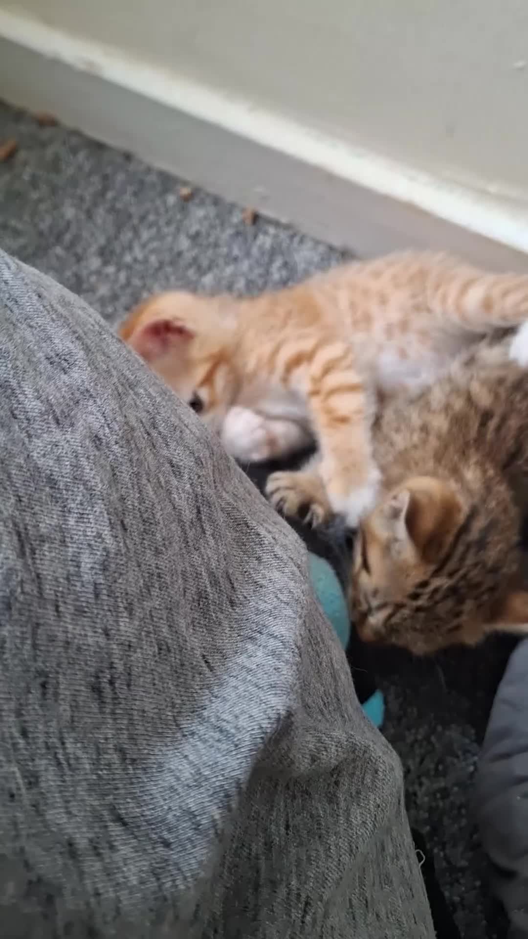 Mixed Breed cats for sale: Bengamese mix litter - Video 1