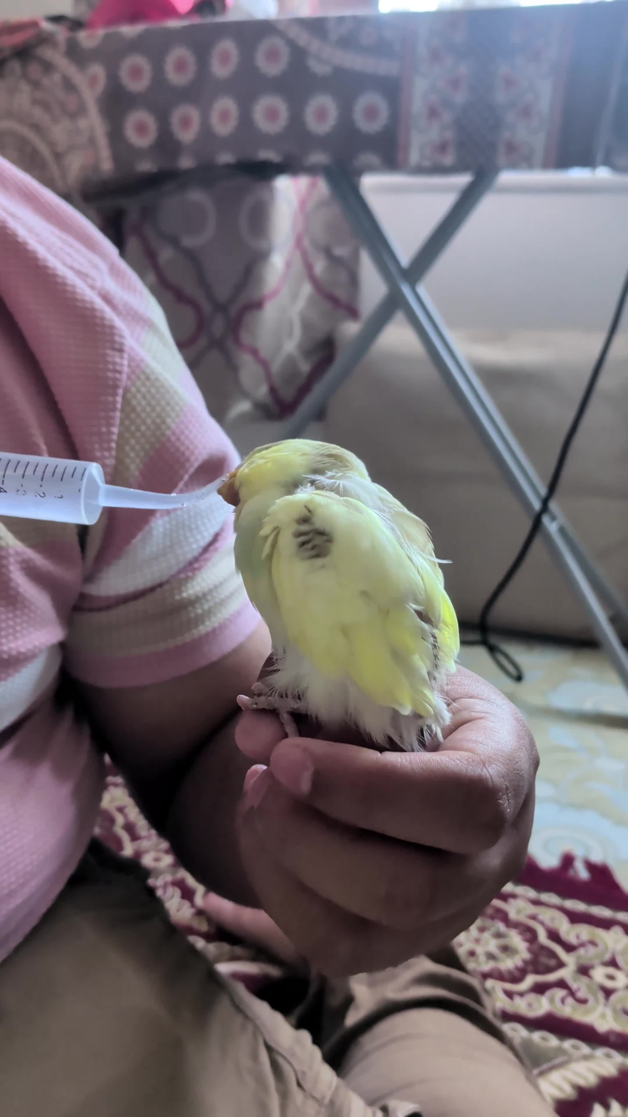 Budgerigars birds for sale: 🐦 Beautiful Baby Budgies Available! in London - Video 1