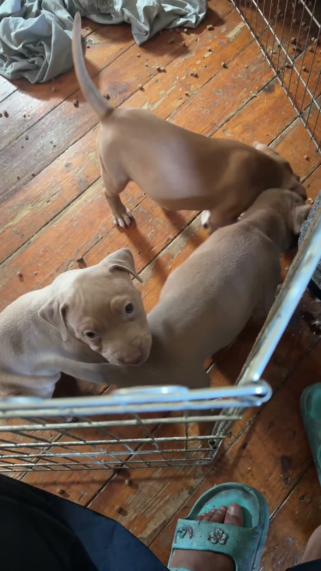 Staffordshire Bull Terrier dogs for sale: Staffy puppies  in London - Video 3
