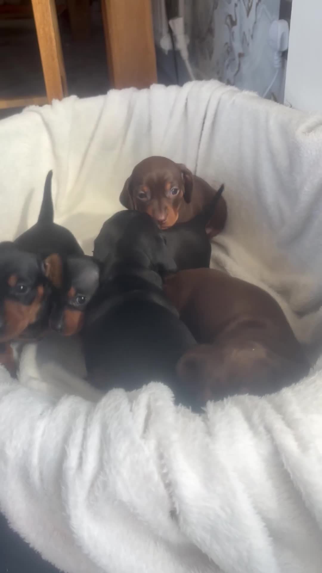 Dachshund dogs for sale: Dachshund Puppies for sale  - Video 1