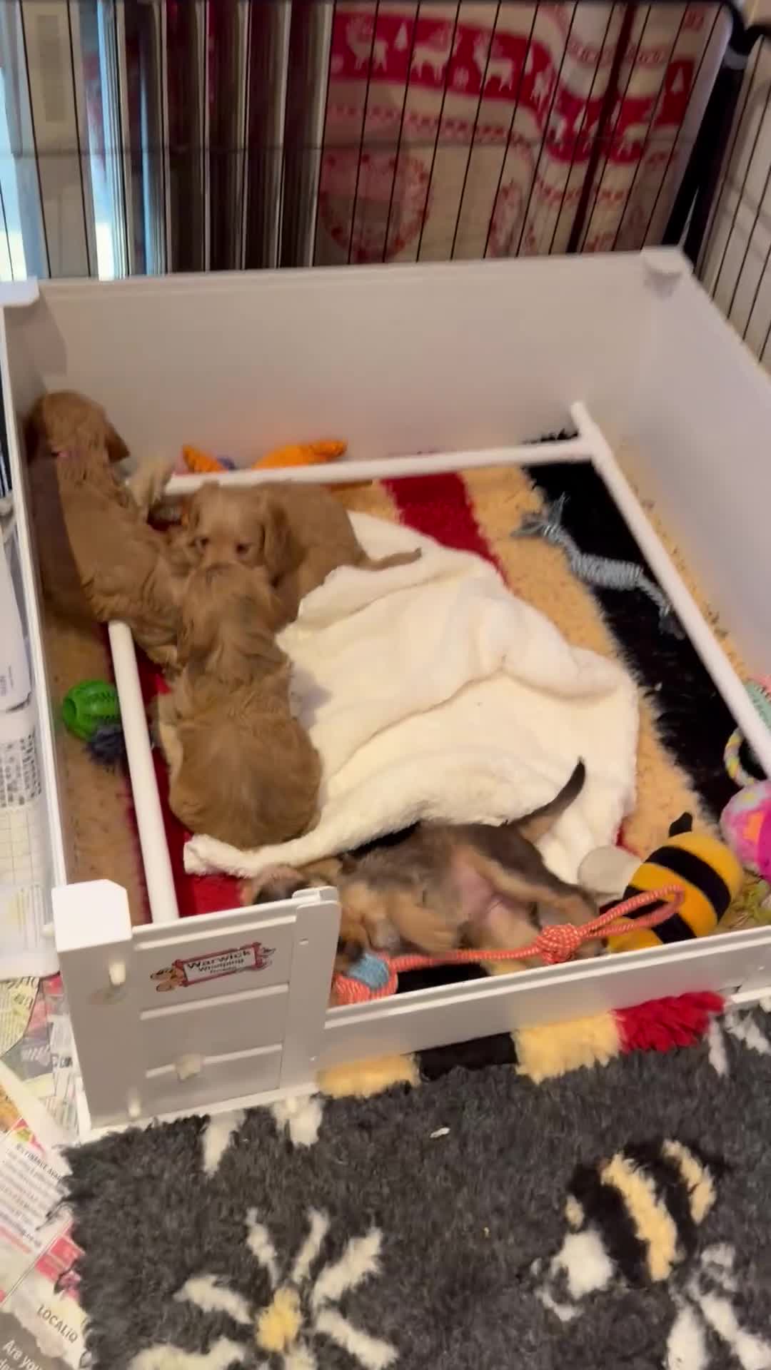 Mixed Breed dogs for sale: Beautiful Miniature Austrailian Labradoodle pups in Northwich - Video 1