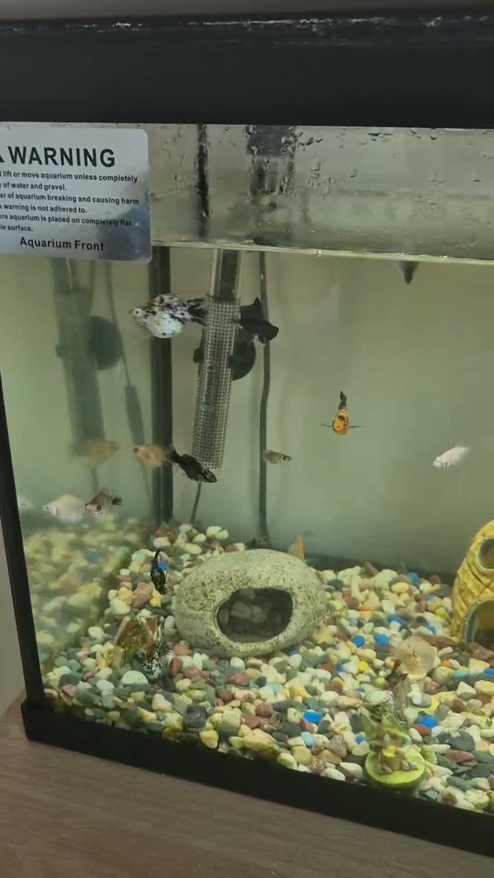Mollies fish for sale: Fish tank with mollies in St. Neots - Video 1