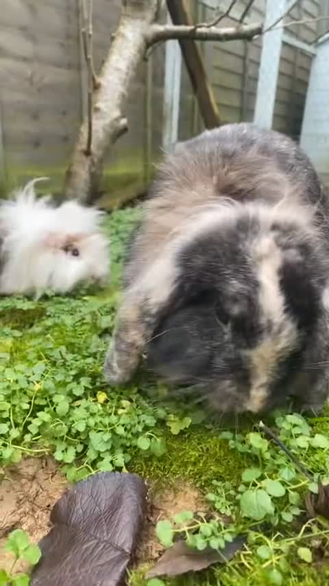 Lionhead rabbits for sale: Super playful Lionlop  - Video 3