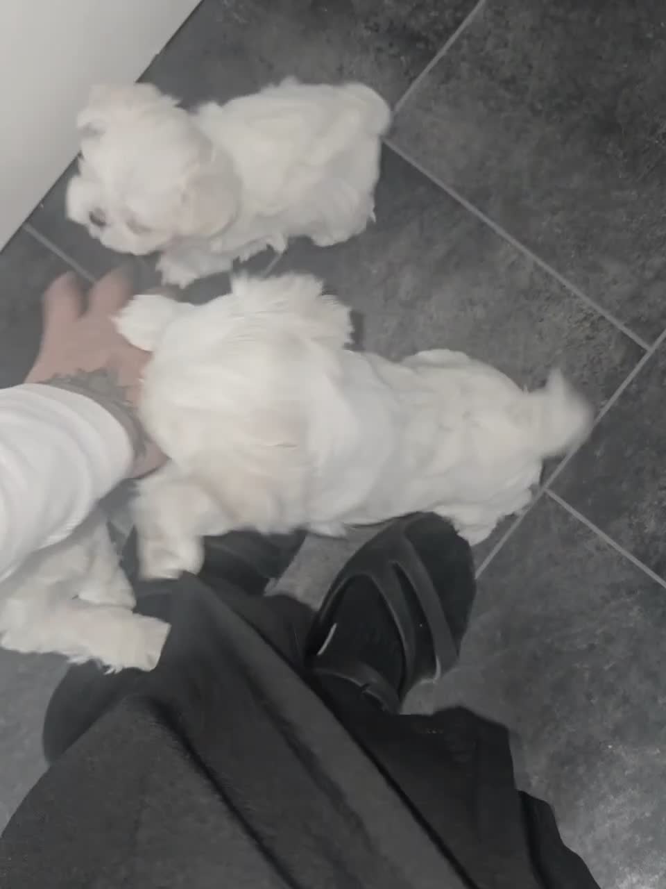 Maltese dogs for sale: FULL KOREAN MALTESE PUPIES🐶KC reg🐶DOLL FACE🐶 in Harrow - Video 1