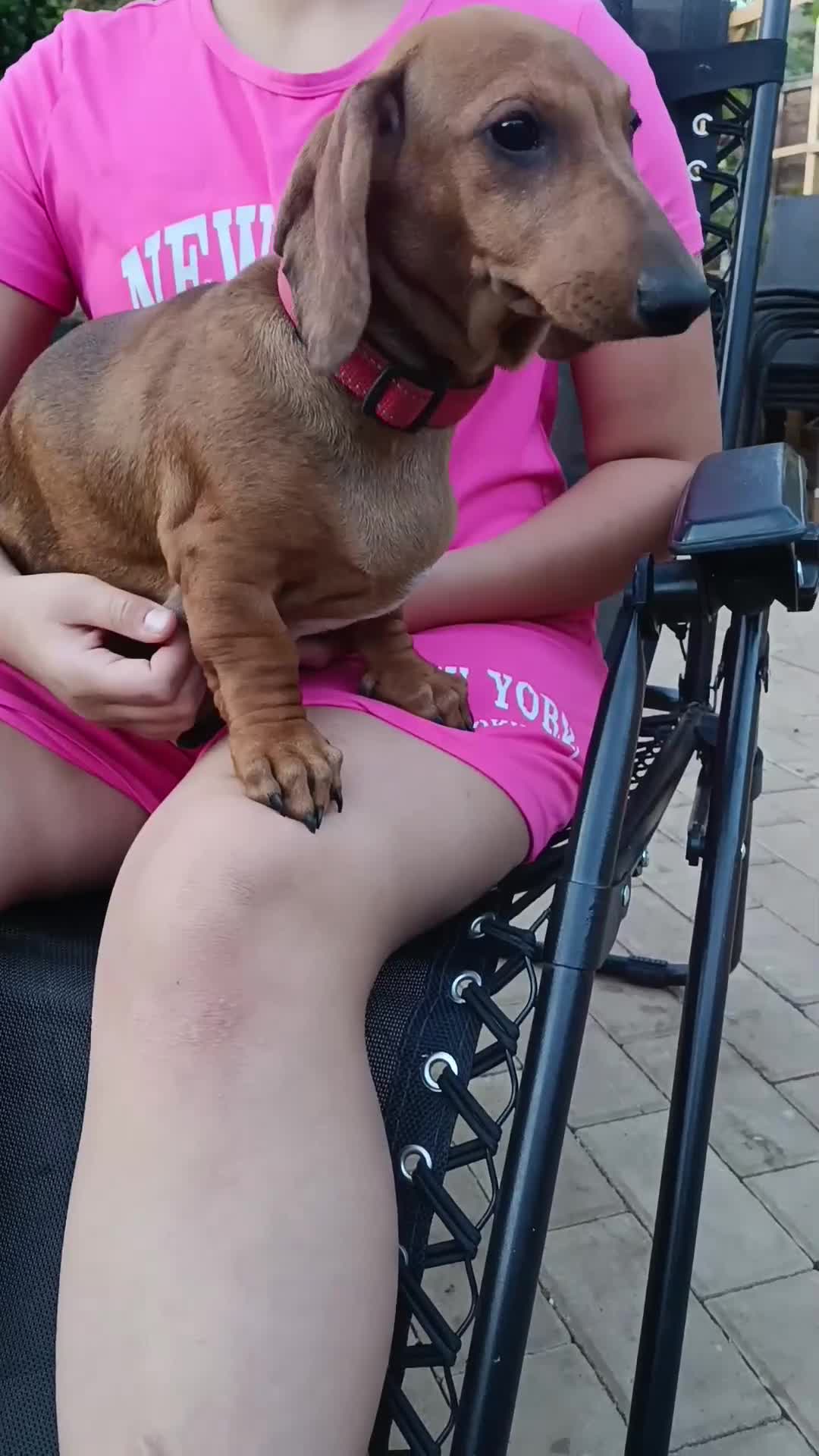 Dachshund dogs for sale: READY NOW-Champions Line Standard Dachshund KC REG in Coventry - Video 1