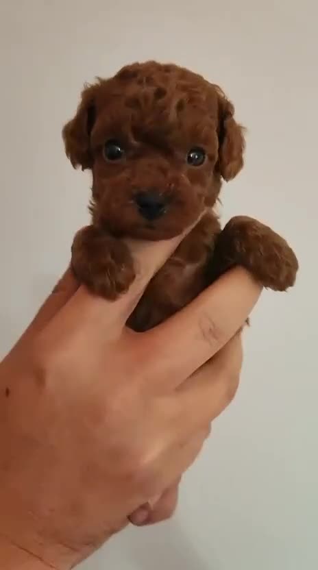 Toy Poodle dogs for sale: Asian toy poodle boy  - Video 1