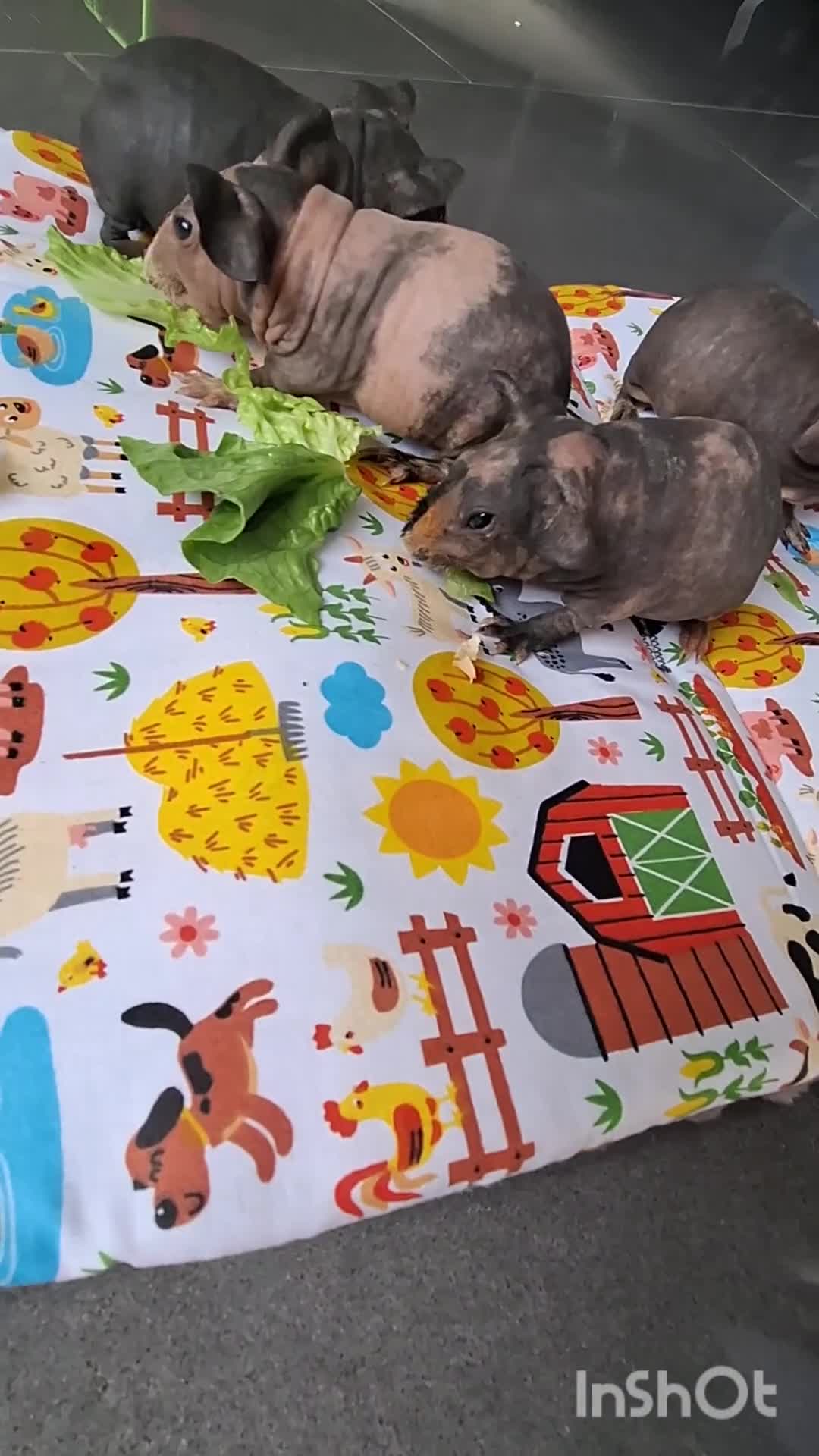 Guinea Pig rodents for sale: Purebred skinny pigs - Video 2