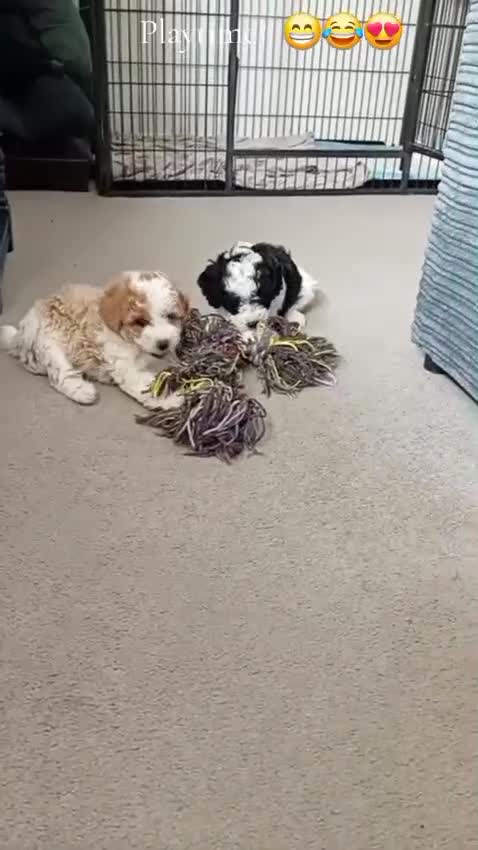 Cavapoo dogs for sale: 2 beautiful females needing a forever home ASAP!!! - Video 1