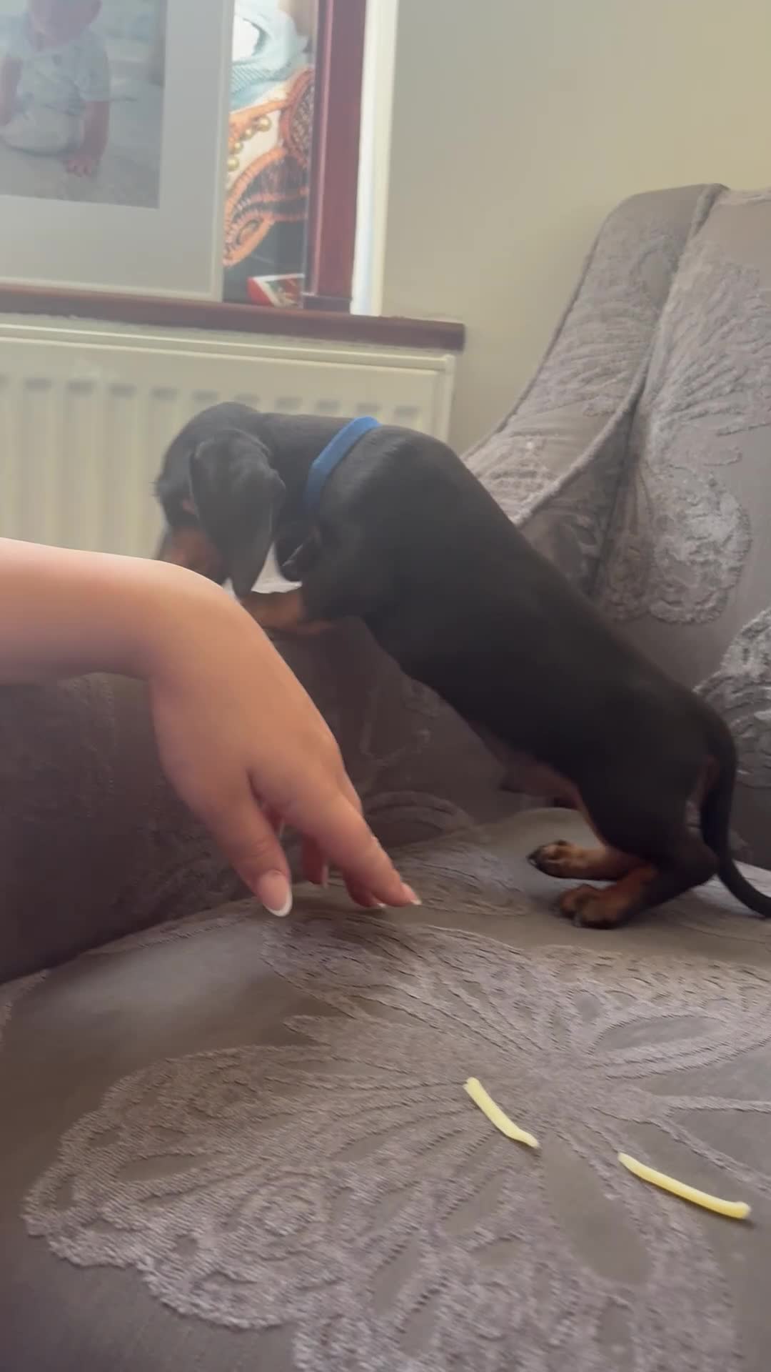 Dachshund dogs for sale: 6 Beautiful Dachshund Puppies 🐾🐶 - Video 3