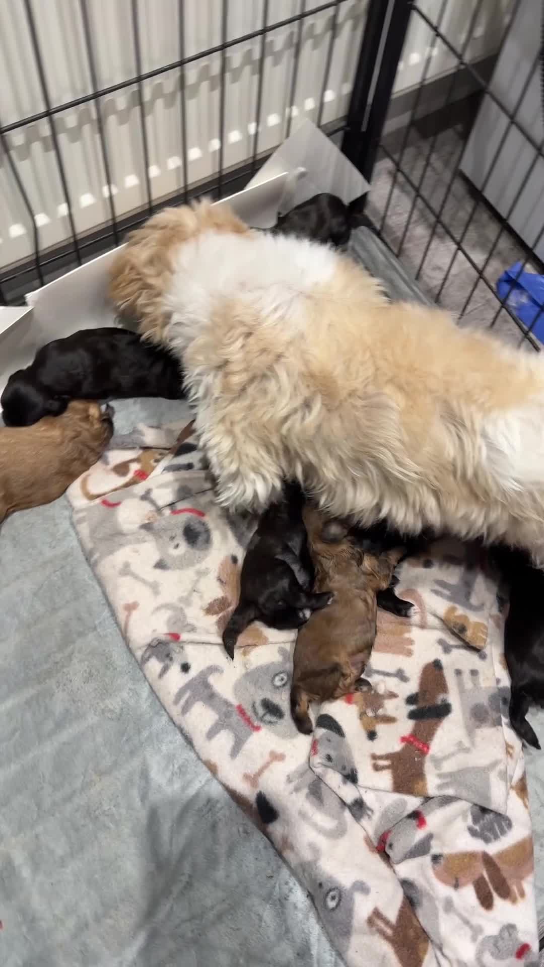 Shihpoo dogs for sale: Shihpoo f1 puppies  🩷🩷 - Video 2