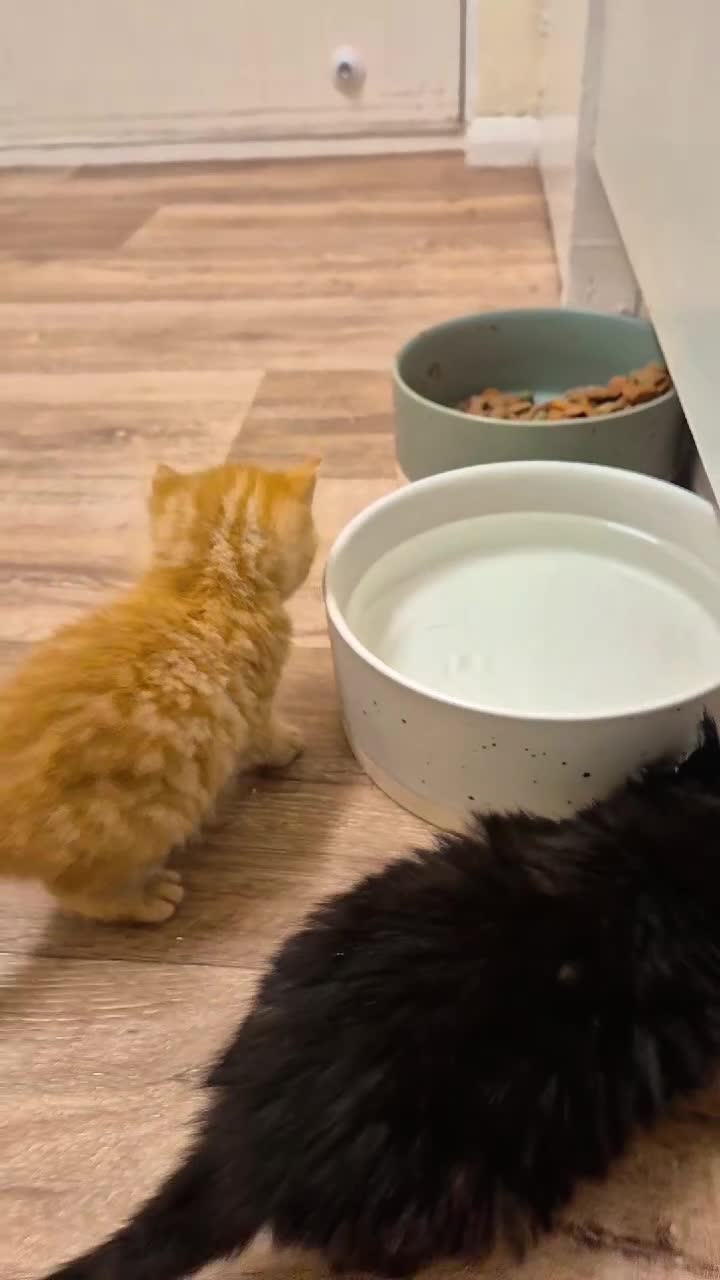 Mixed Breed cats for sale: 😺 VERY FRIENDLY KITTENS 😺 - Video 2