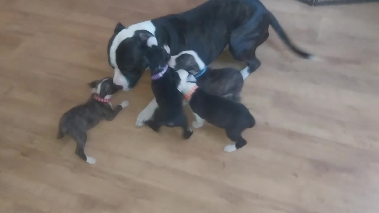 Mixed Breed dogs for sale: American bull staff - Video 1