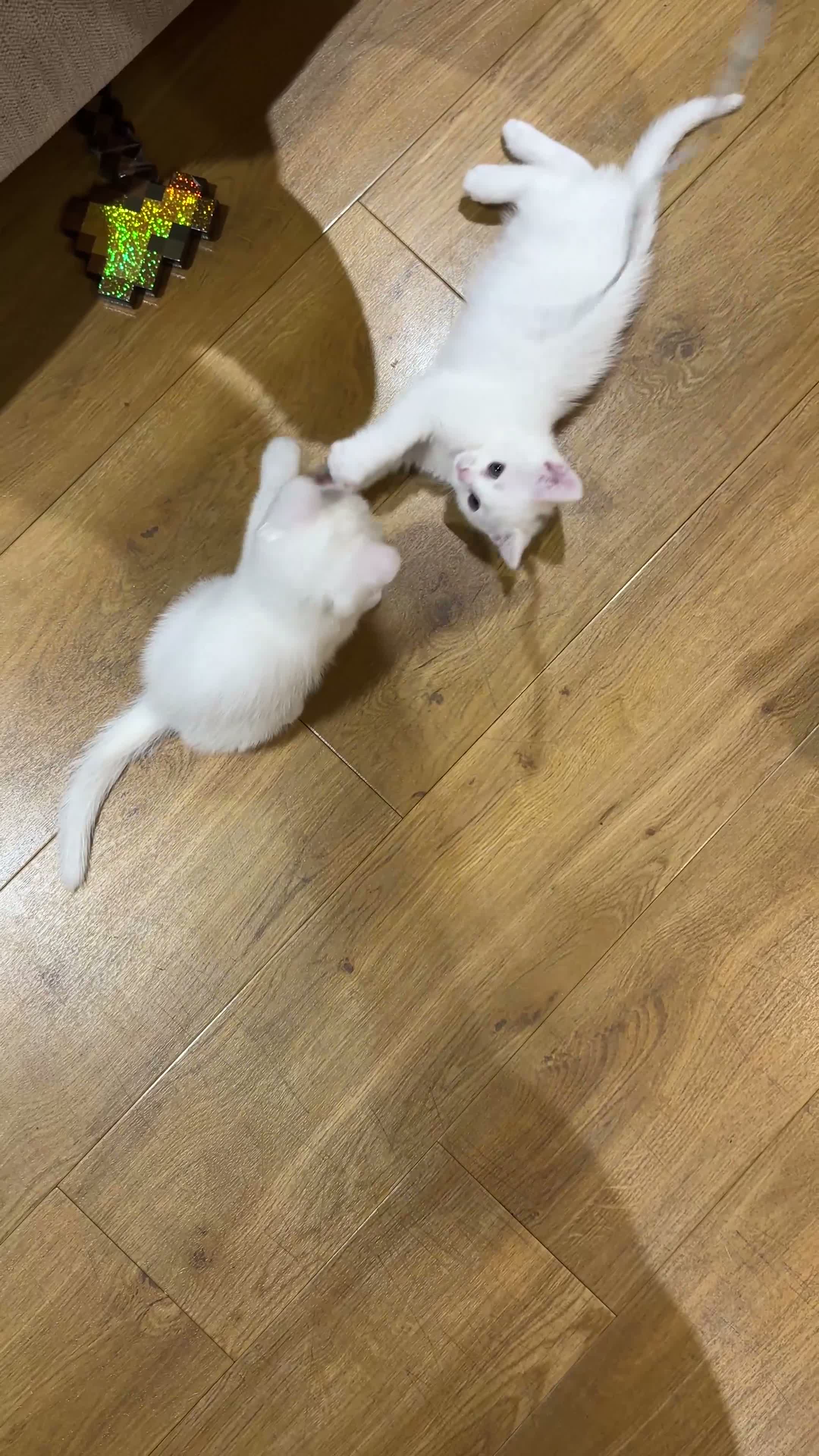 Turkish Angora cats for sale: 🤍 Two White Kittens – Playful & Litter Trained - Video 2