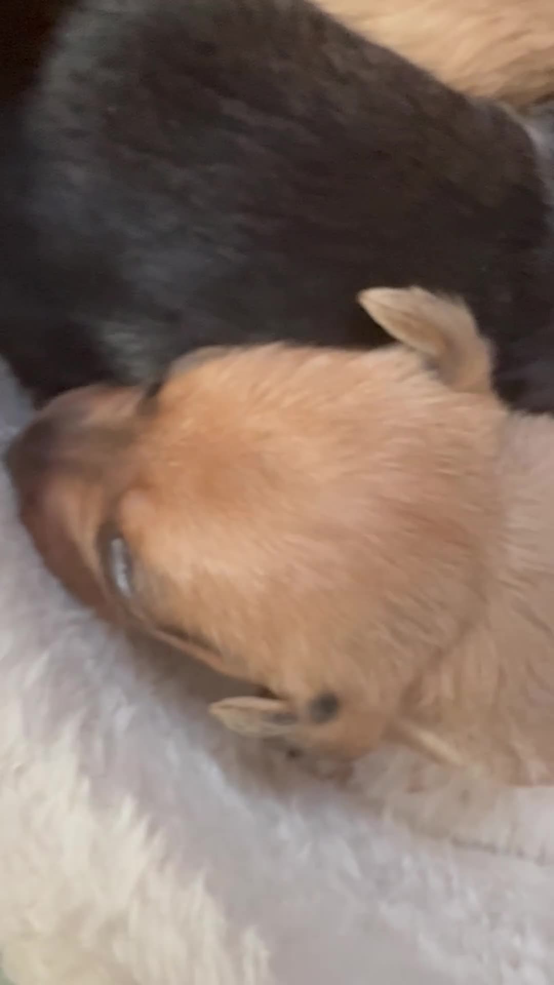 Doxiepoo dogs for sale: 1 - male 4 - bitch Doxiepoos  - Video 1