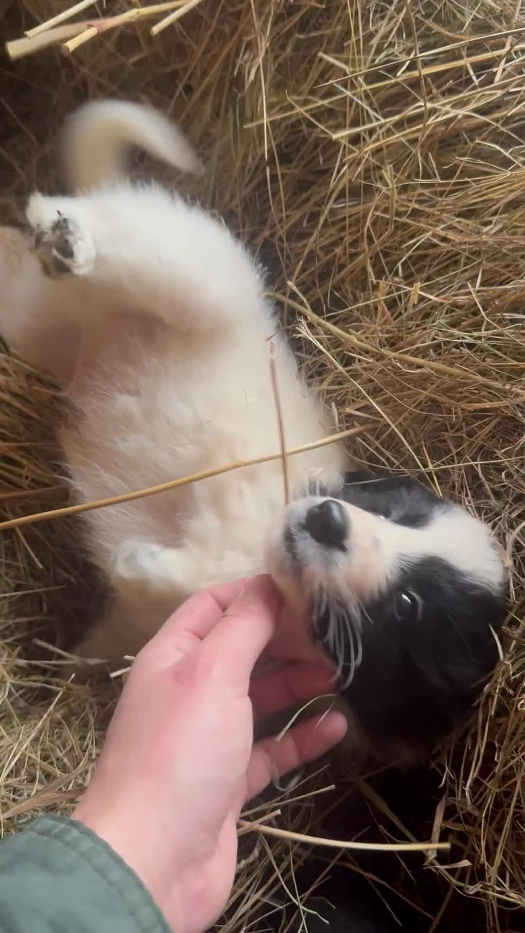 Border Collie dogs for sale: Due to time wasters - Cute fluffy border collie - Video 3