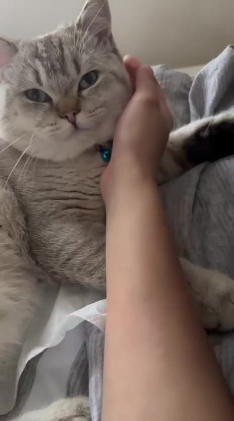 British Shorthair cats for sale: British shorthair white lilac shaded  - Video 3