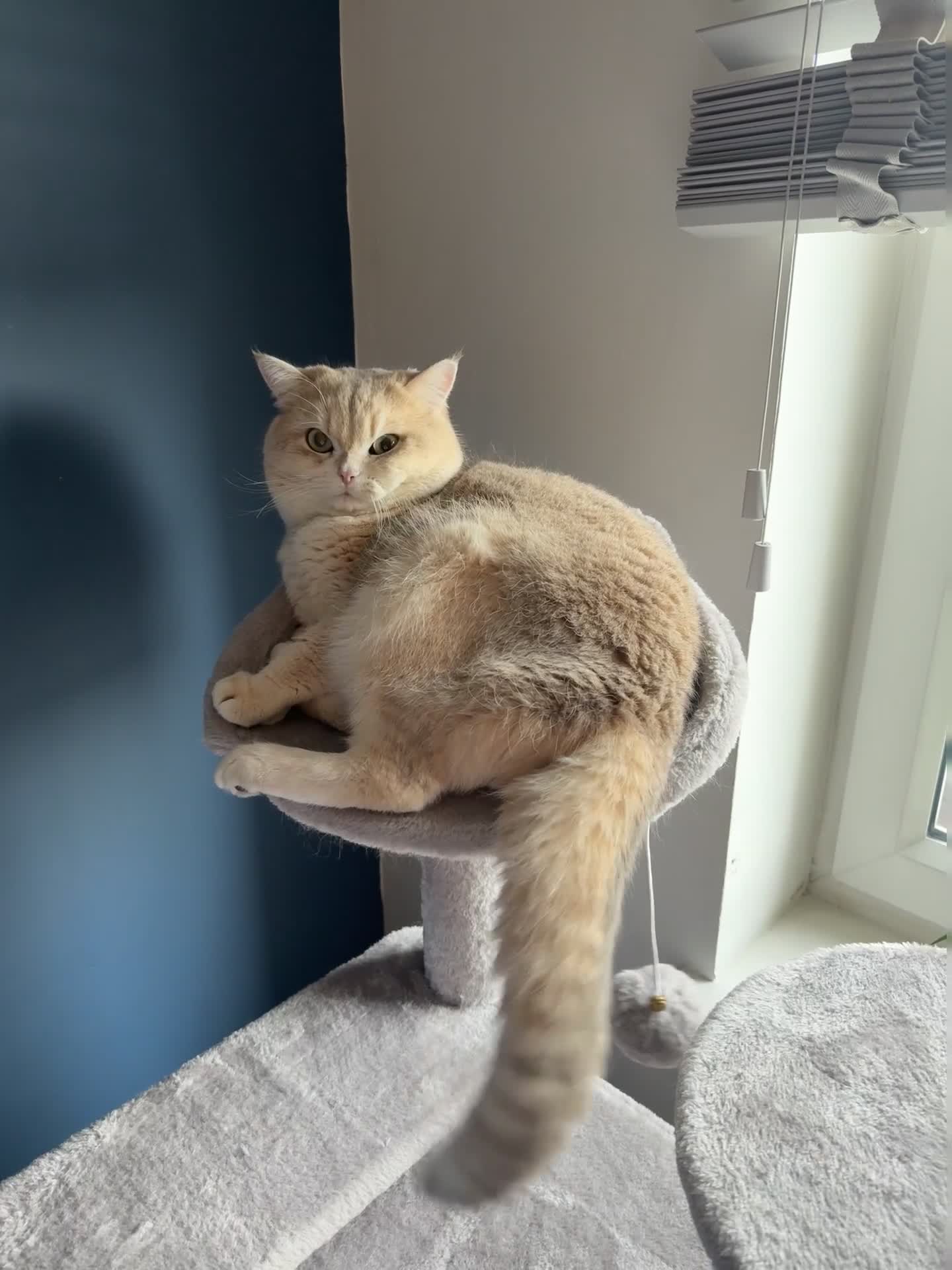 British Shorthair cats for stud: Leo looking for girls  in Edinburgh - Video 1