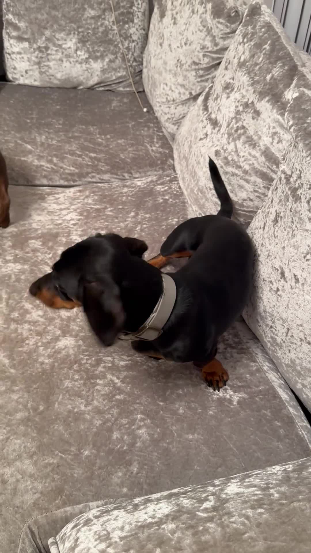 Dachshund dogs for sale: Dachshund 1 year 10 months Male  in Witham - Video 1