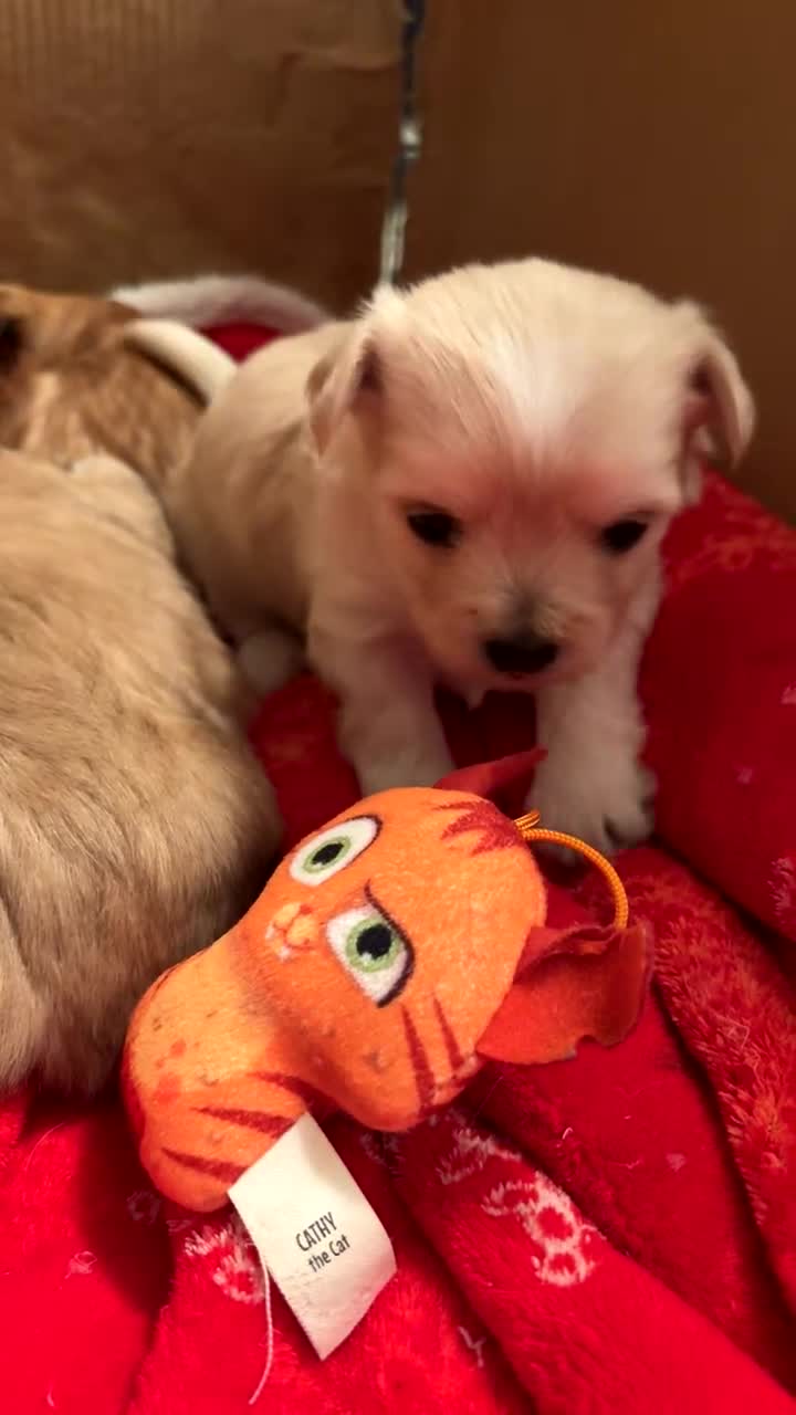 Mixed Breed dogs for sale: 3 Beautiful Chorkies girls - Video 2