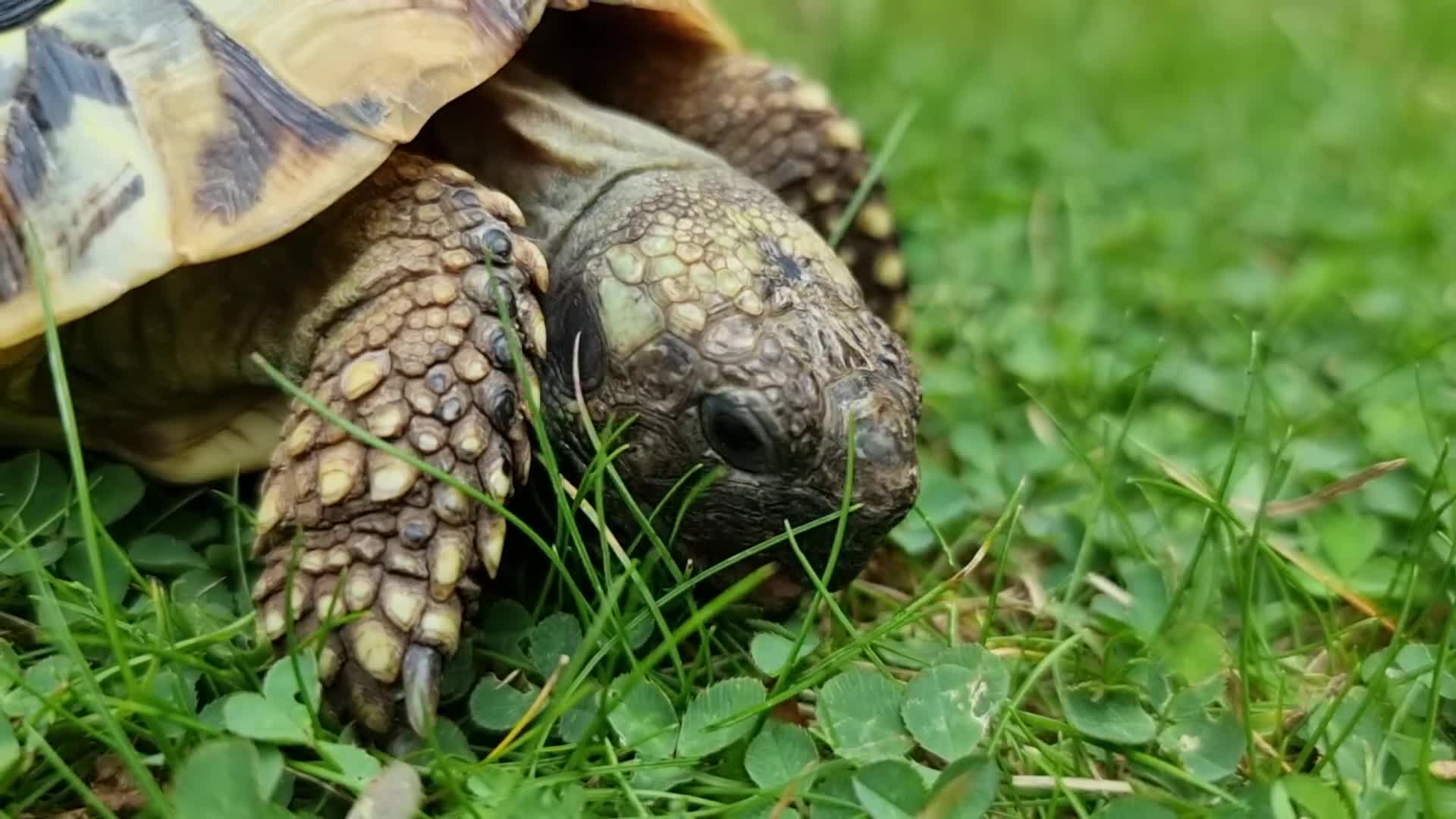 Tortoise reptiles for sale: Testudo Hermanni -tortoise for sale 7 years old - Video 2