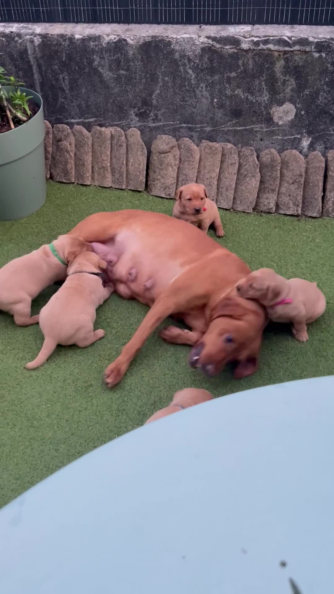 Labrador Retriever dogs for sale: Fox red Labradors puppy  in Yelverton - Video 1