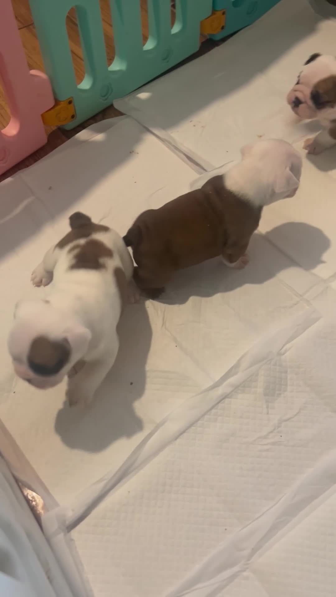 English Bulldog dogs for sale: Exceptional KC Registered Bulldog puppies - Video 1