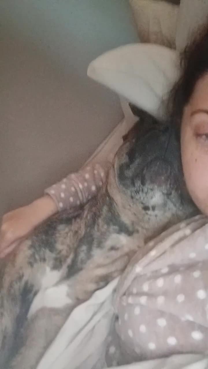 Presa Canario dogs for sale: Chief  - Video 3