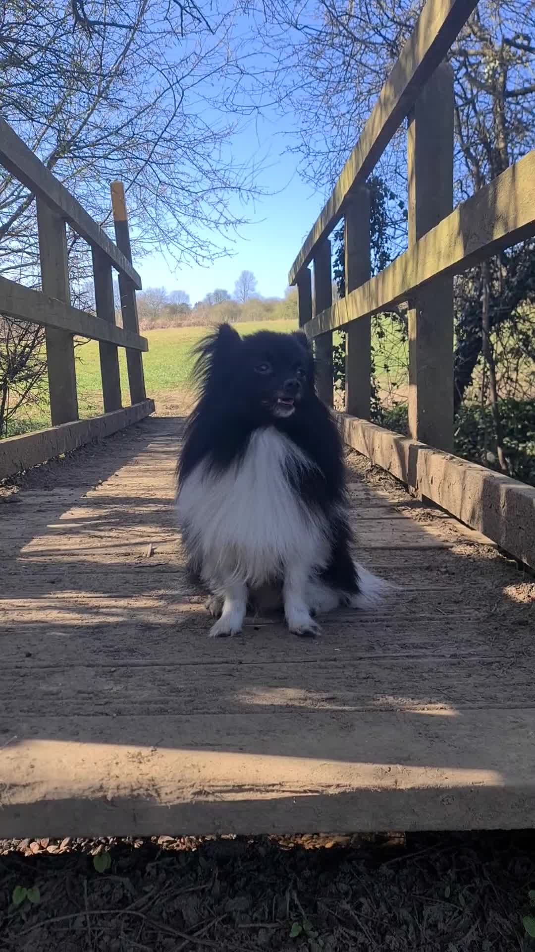 Pomchi dogs for stud: Pomchi Male For Stud in Nottingham - Video 1