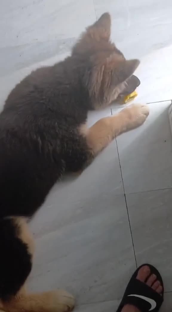 Mixed Breed dogs for sale: Large german shephard malamute mix in Fleetwood - Video 1
