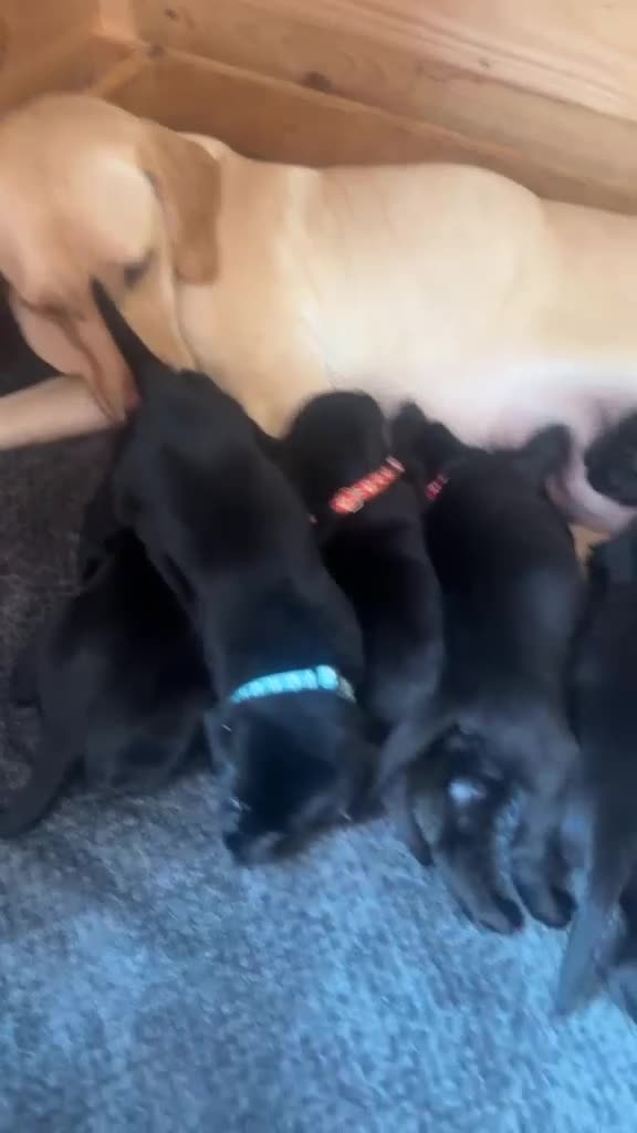 Labrador Retriever dogs for sale: Fully jet black Labrador pups for sale in Huddersfield - Video 2