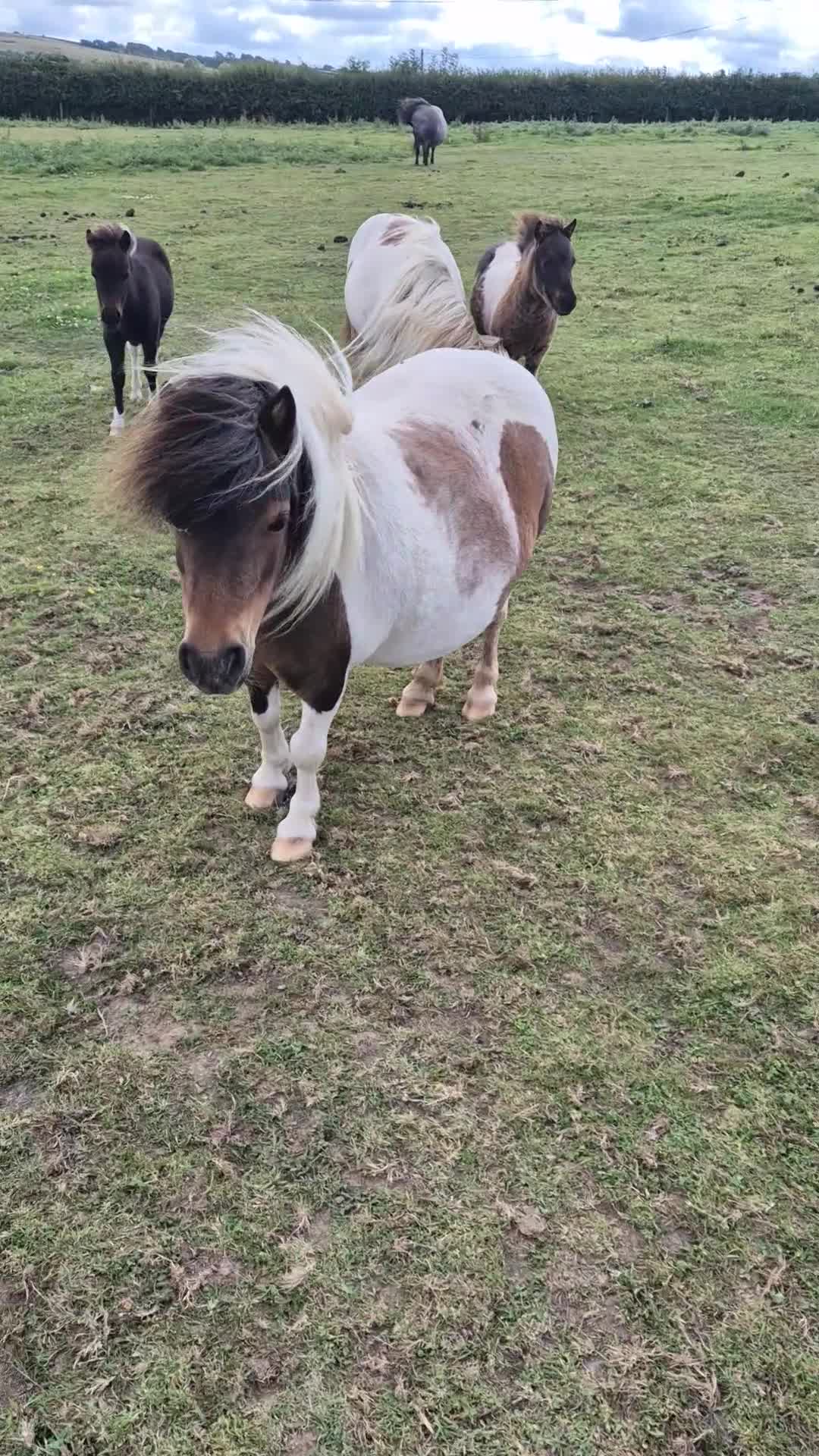 Shetland pony horses for sale: Miniature Shetland Mares in Launceston - Video 1