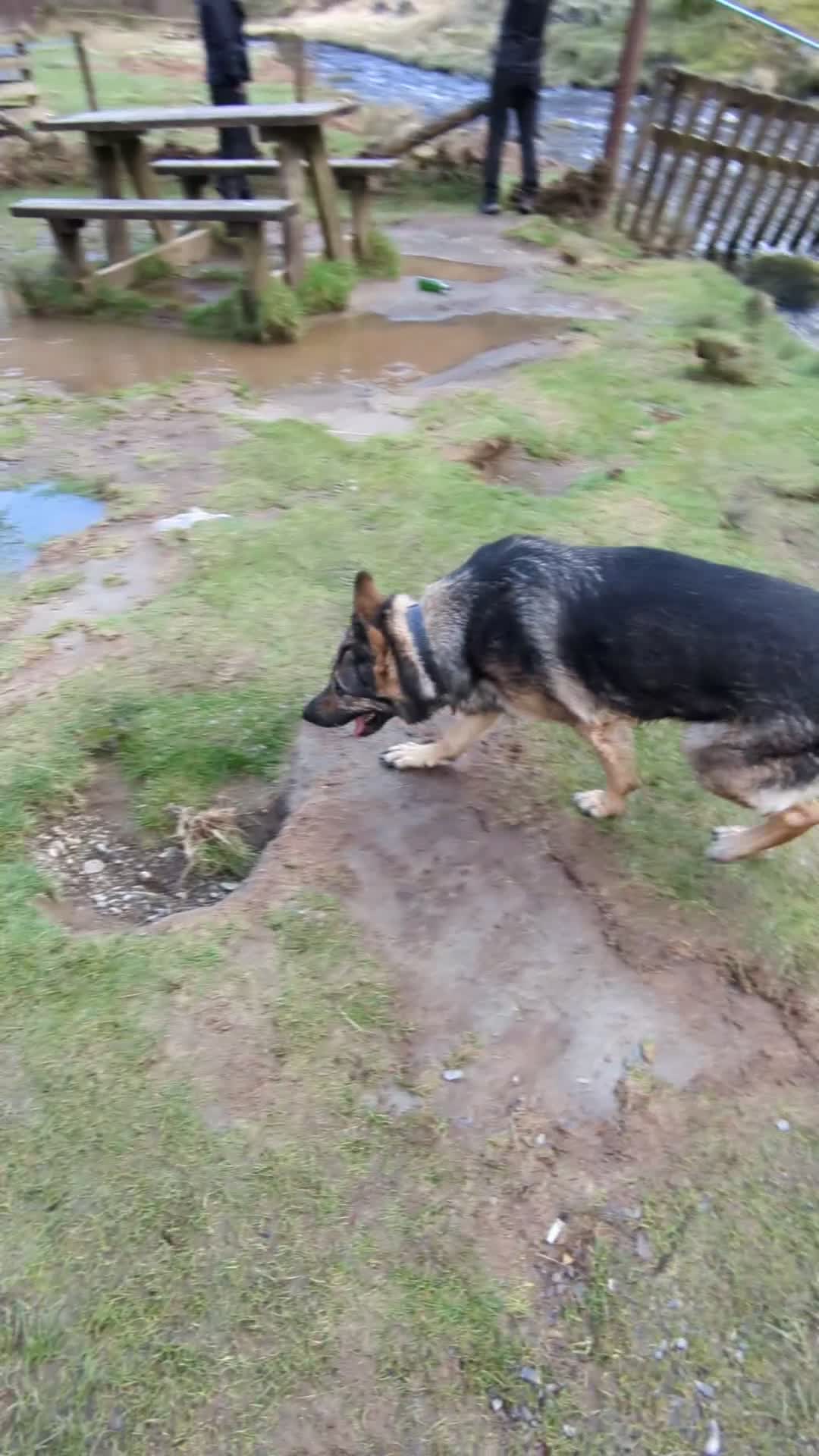 German Shepherd dogs for sale: Female German shepherd for adoption  - Video 1