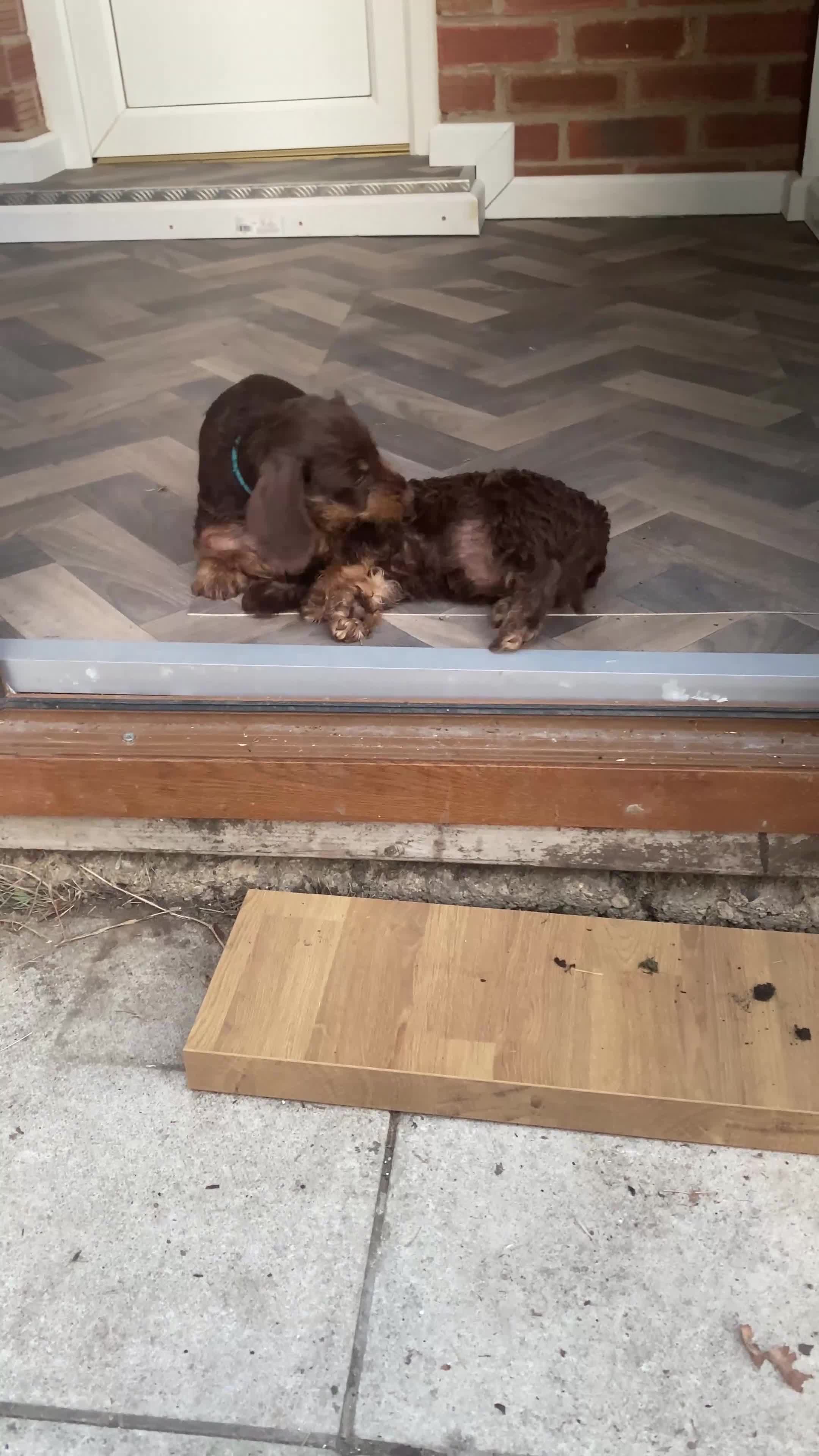 Miniature Dachshund dogs for sale: KC Mini wirehaired dachshund - Video 1