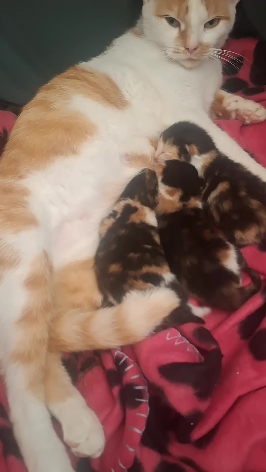 British Longhair cats for sale: Kittens  in Walsall - Video 1