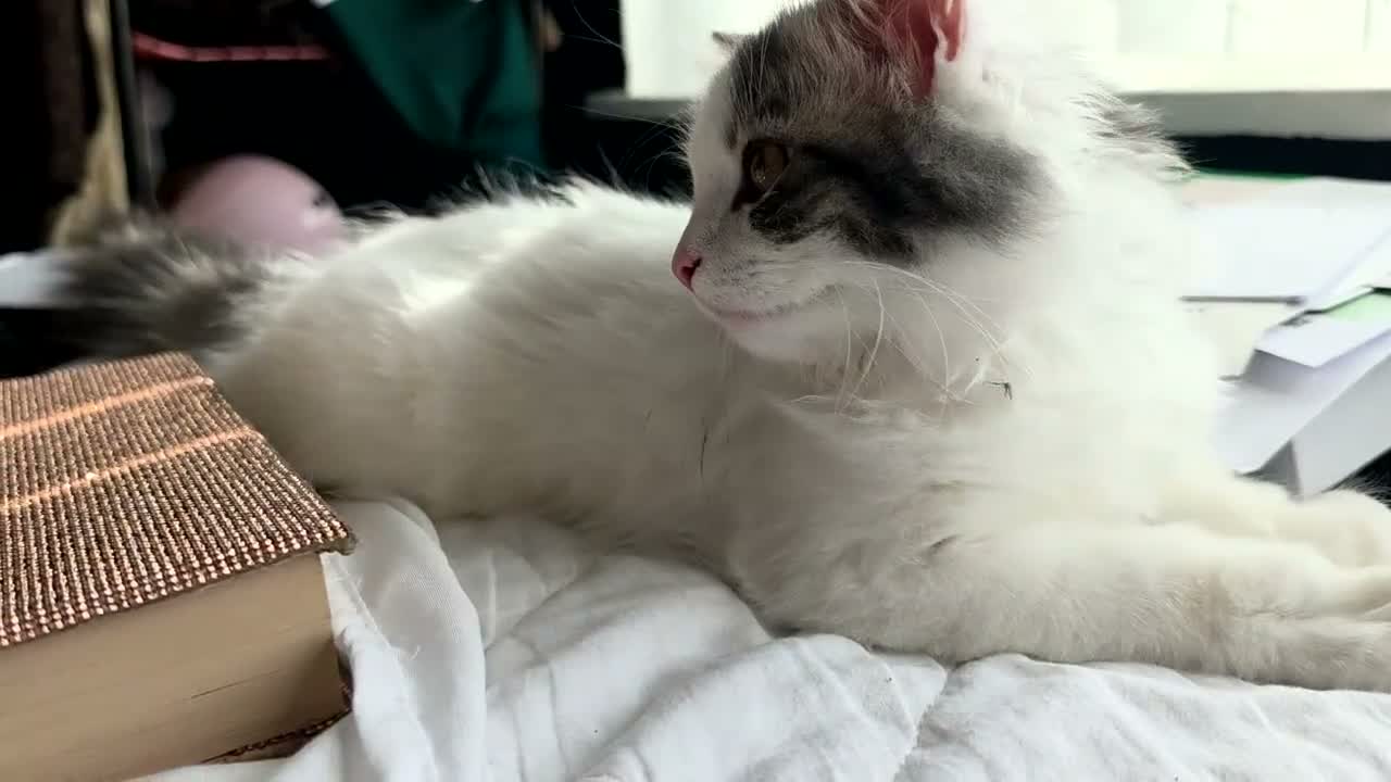 Persian cats for sale: 🐾 Beautiful Kitten Looking for Her Forever Home  - Video 2